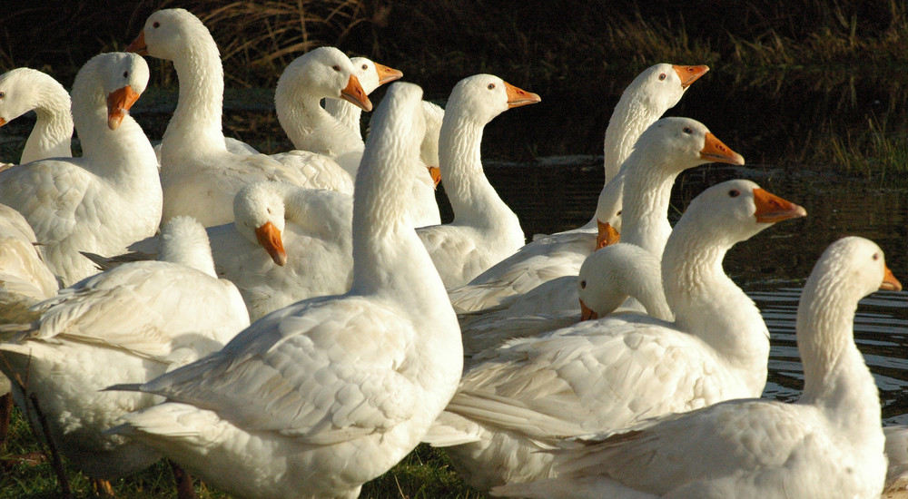 Ænder ved vandet Mortensaften