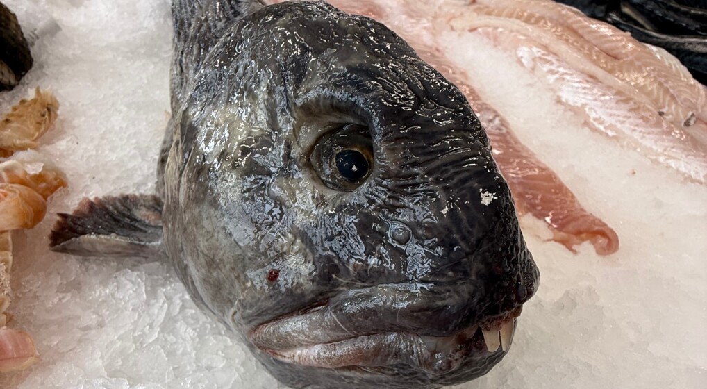 Nærbillede af havkat på is